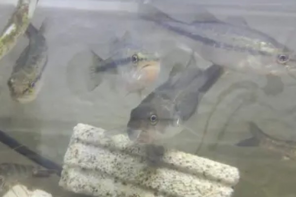 白条鱼一出水就死的原因,因为它极不耐低氧