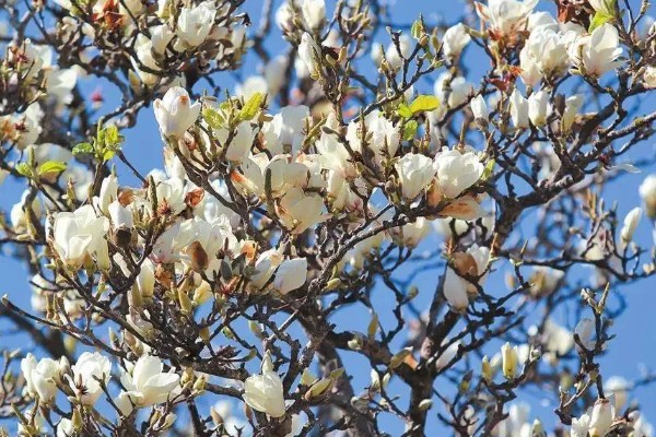 上海的市花，是白玉兰