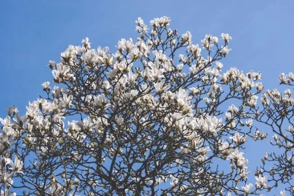 上海的市花，是白玉兰