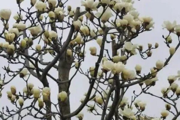 上海的市花，是白玉兰