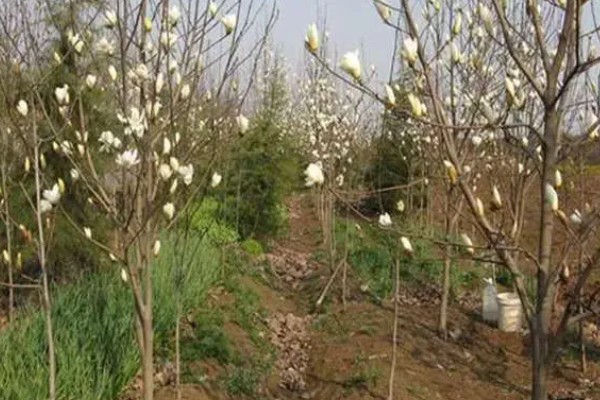 上海的市花，是白玉兰