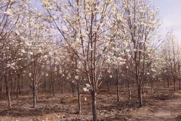 上海的市花，是白玉兰