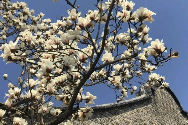 上海的市花，是白玉兰