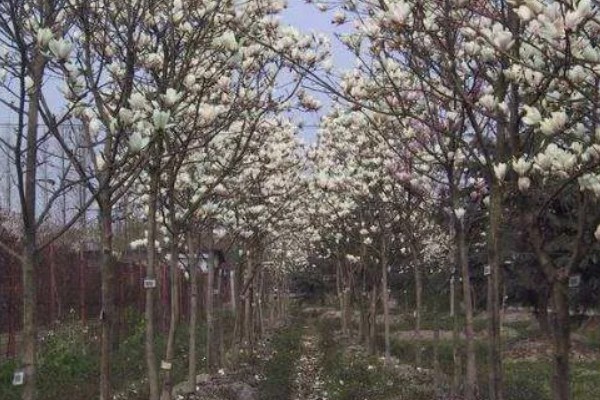 上海的市花，是白玉兰