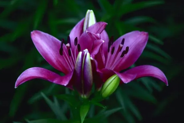 百合的寓意，寓意美好祝福、百年好合等