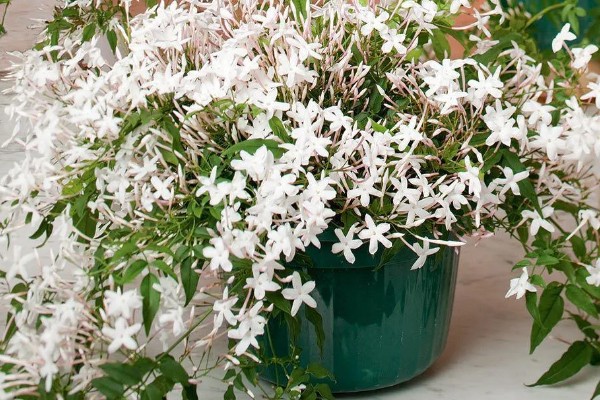 素馨花的别名，为素英花、耶悉茗花
