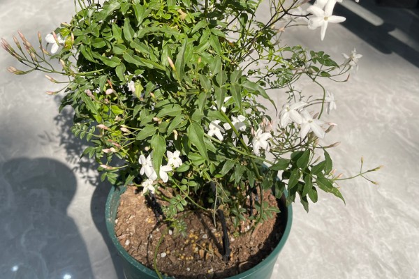 素馨花的别名，为素英花、耶悉茗花