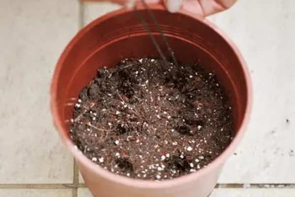 素馨花的别名，为素英花、耶悉茗花