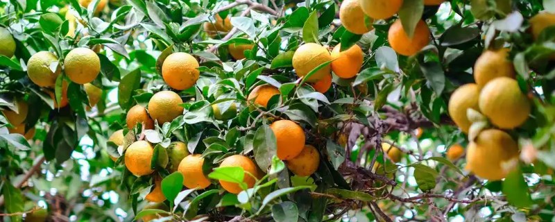 桔子树叶子为什么发卷，可能是浇水不当所致