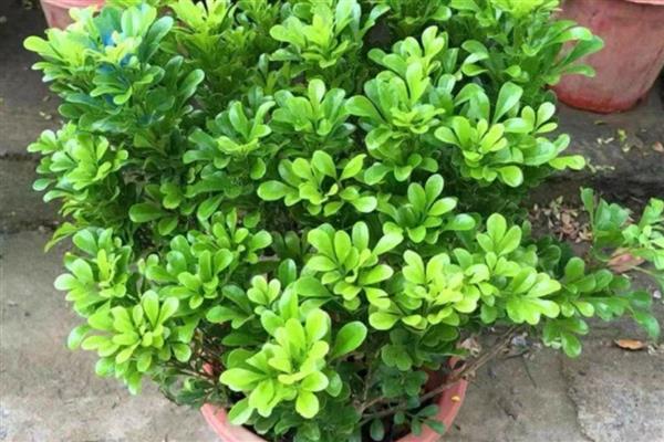 米兰花骨朵变黑的原因，可能是浇水过多所致