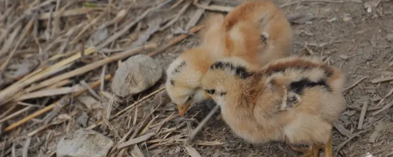 冬天怎么养小鸡，可以悬挂灯泡给小鸡保温