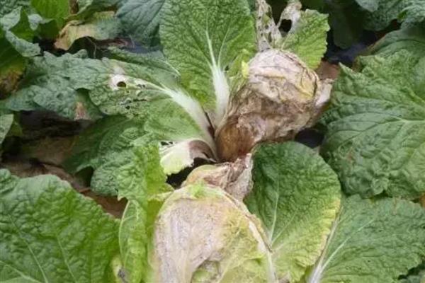 大白菜的种植方法，通常采用直播的方法种植