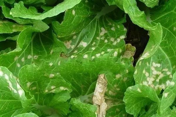 大白菜的种植方法，通常采用直播的方法种植