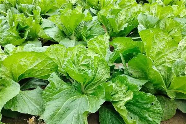 大白菜的种植方法，通常采用直播的方法种植