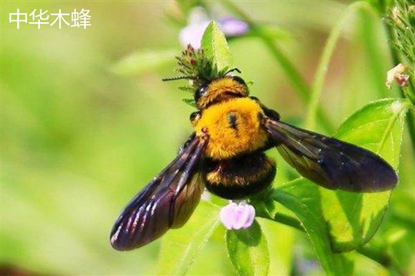木蜂钻木头怎么处理，可以用杀虫剂防治