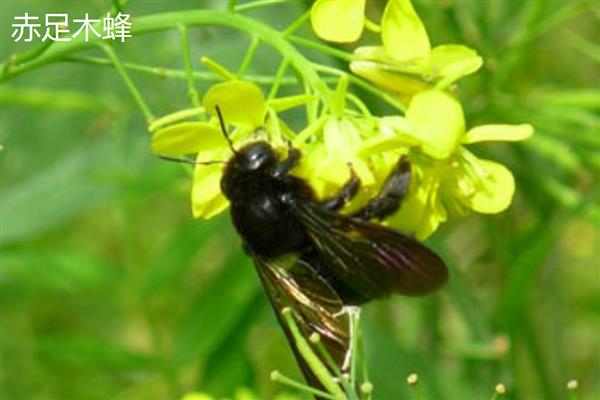 木蜂钻木头怎么处理，可以用杀虫剂防治