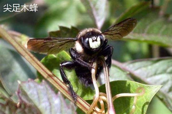 木蜂钻木头怎么处理，可以用杀虫剂防治