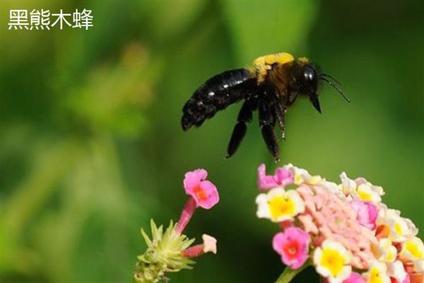 木蜂钻木头怎么处理，可以用杀虫剂防治