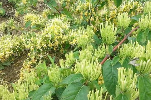 金银花开花后的形态特征,其花瓣外有柔毛和腺毛