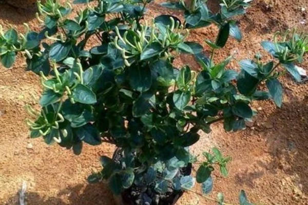 金银花开花后的形态特征,其花瓣外有柔毛和腺毛