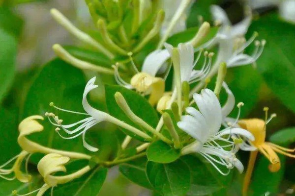 金银花开花后的形态特征,其花瓣外有柔毛和腺毛