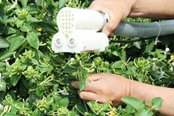 金银花开花后的形态特征,其花瓣外有柔毛和腺毛