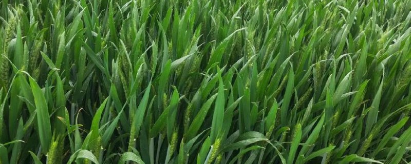 豫农416小麦的特征特性,全生育期为225天