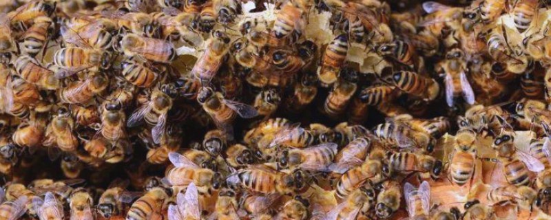 中蜂什么时候介新王，最佳时间是蜂群失王1-3天左右