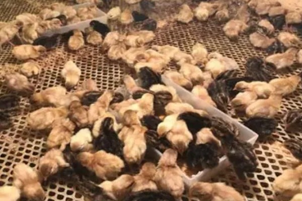 冬天怎么养小鸡，可以悬挂灯泡给小鸡保温