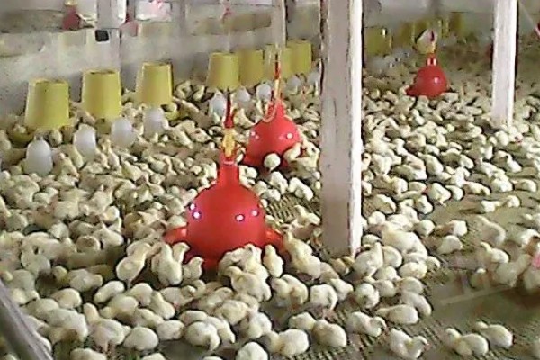 冬天怎么养小鸡，可以悬挂灯泡给小鸡保温