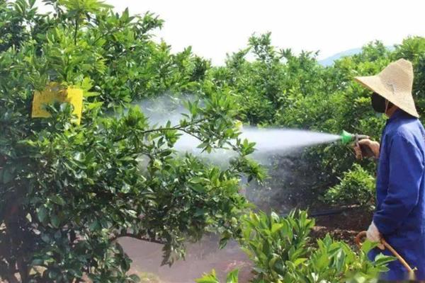 桔子树叶子为什么发卷,可能是浇水不当所致