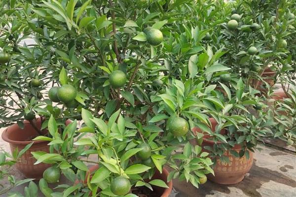 桔子树叶子为什么发卷,可能是浇水不当所致