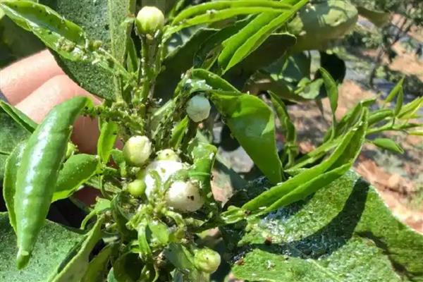 桔子树叶子为什么发卷,可能是浇水不当所致