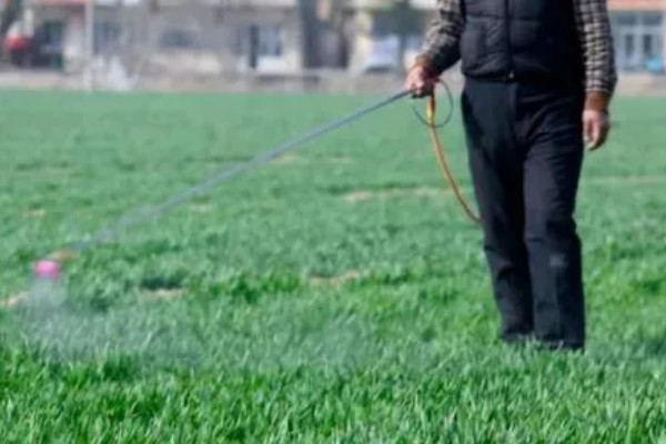 甲基二磺隆除草剂的使用注意事项，小麦拔节后不可使用