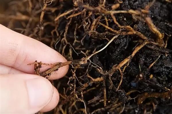 桔子树叶子为什么发卷,可能是浇水不当所致