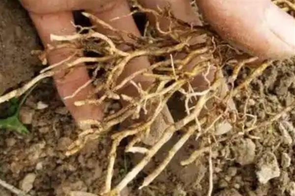 桔子树叶子为什么发卷,可能是浇水不当所致