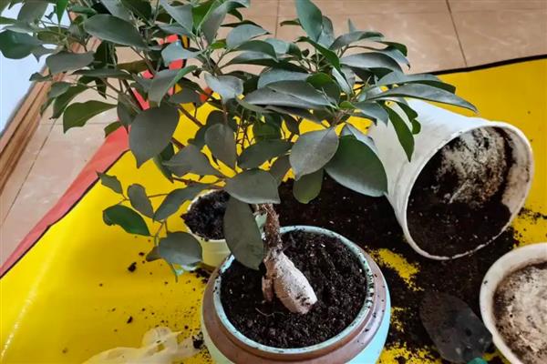 桔子树叶子为什么发卷,可能是浇水不当所致