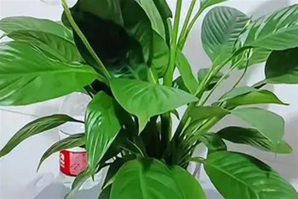 水培白掌叶子下垂怎么处理，需及时遮阴