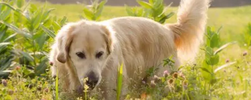 狗狗缺钙的表现，不同年龄阶段的表现不同