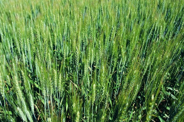 豫农416小麦的特征特性,全生育期为225天