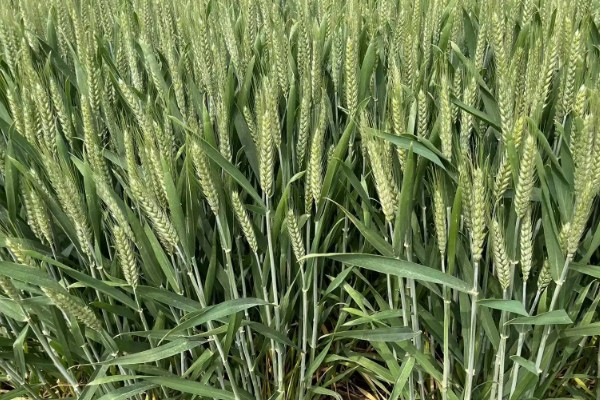 豫农416小麦的特征特性,全生育期为225天