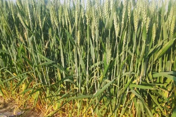 豫农416小麦的特征特性,全生育期为225天