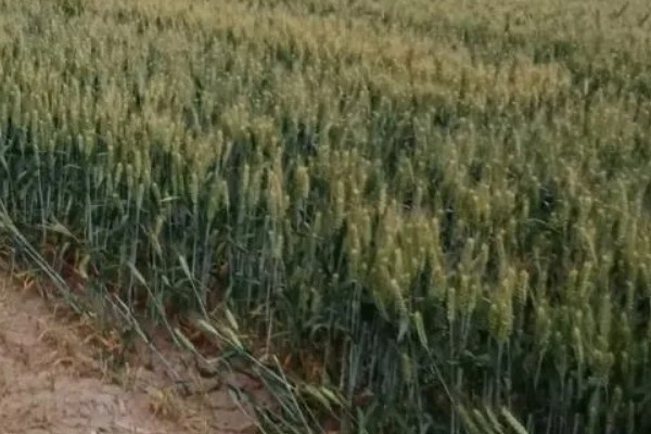 豫农416小麦的特征特性,全生育期为225天