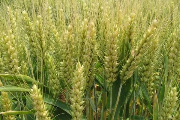 豫农416小麦的特征特性,全生育期为225天