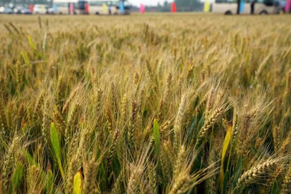 豫农416小麦的特征特性,全生育期为225天