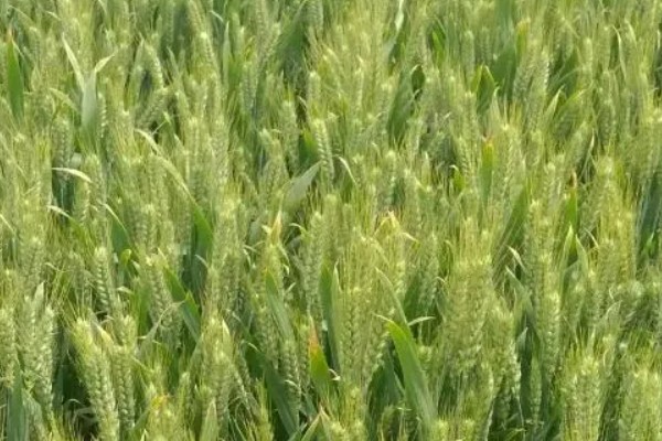 豫农416小麦的特征特性,全生育期为225天