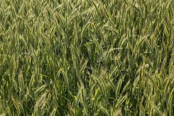 豫农416小麦的特征特性,全生育期为225天