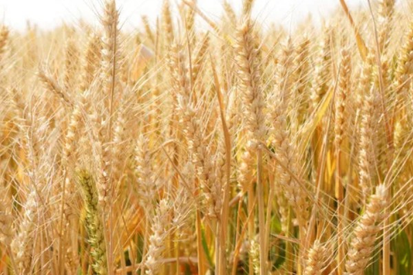 豫农416小麦的特征特性,全生育期为225天