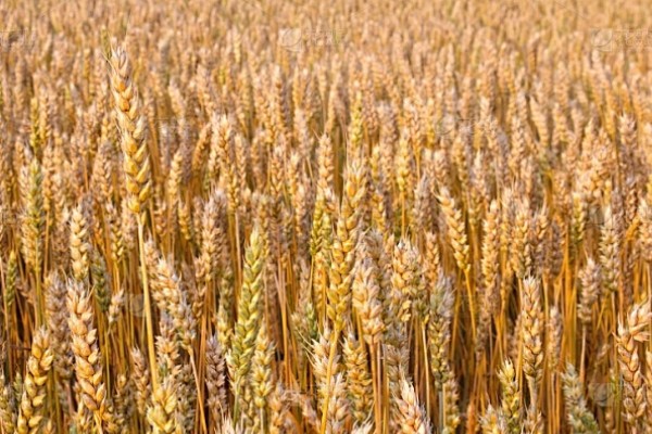 豫农416小麦的特征特性,全生育期为225天