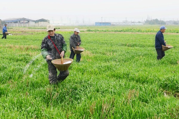 豫农416小麦的特征特性,全生育期为225天